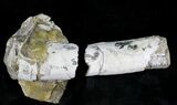 Large Crystal Filled Baculites Fossil - South Dakota #22799-2